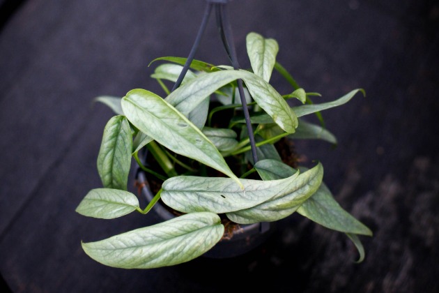 Epipremnum 'Cebu blue'