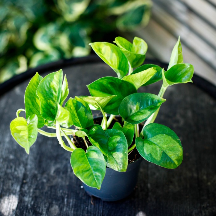Epipremnum ' Global green'