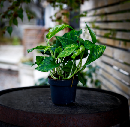 Epipremnum 'Marble green'