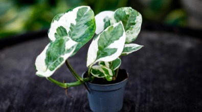Epipremnum 'N'joy'