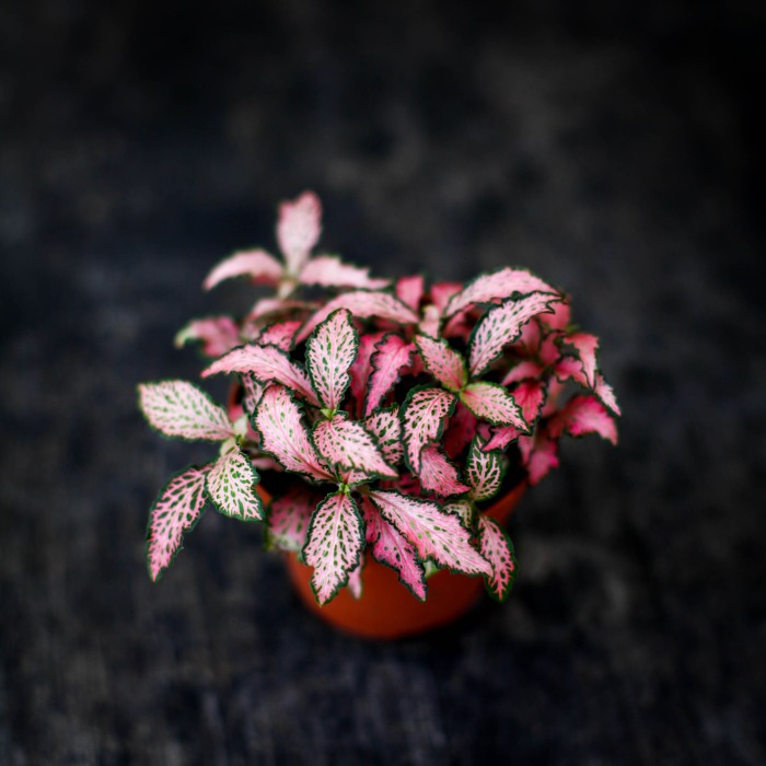 Fittonia 'Mosaic pink forest flame'