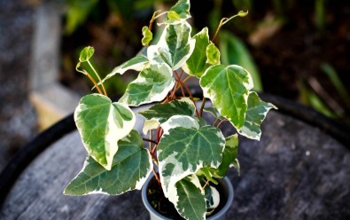 Skötselråd Murgröna |Hedera