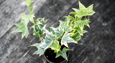 Hedera helix ‘Broget’