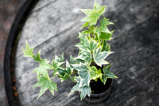 Hedera helix ‘Broget’