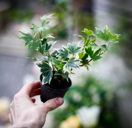 Hedera helix ‘Broget’
