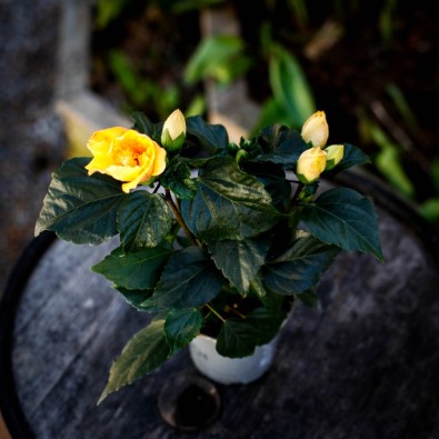 SKötselråd Hibiscus