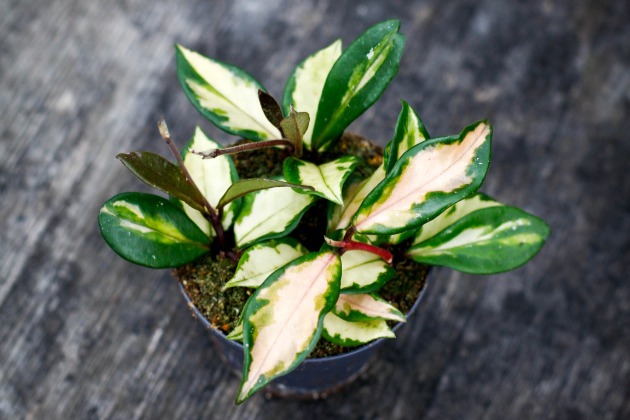Hoya 'Tricolor'