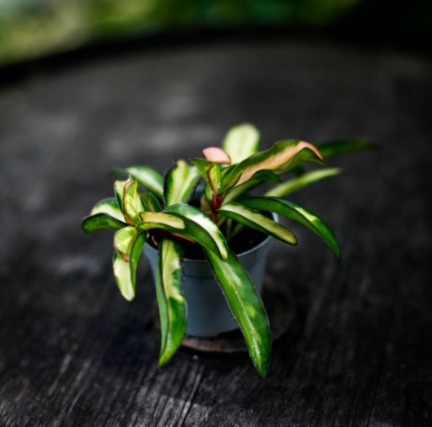 Köp växter hos Klorofyllverket