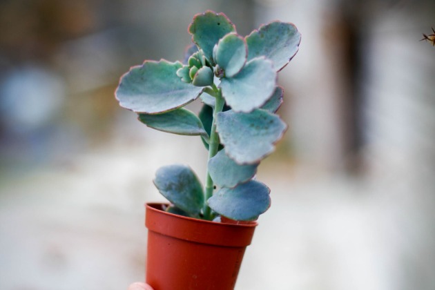 Kalanchoe 'Ameg'