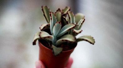 Kalanchoe 'Dark Tanz'