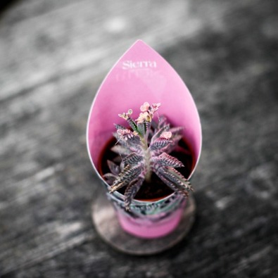 Skötselråd Kalanchoe