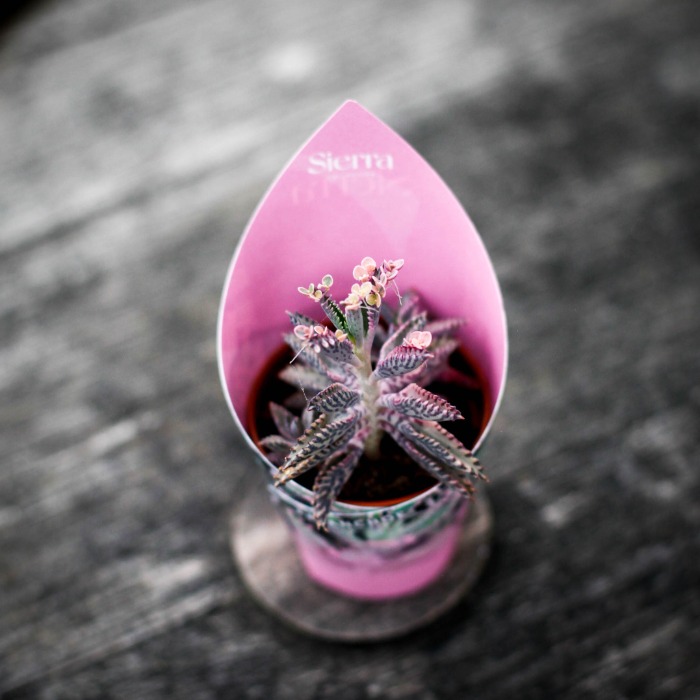 Kalanchoe 'Pink Butterflies'