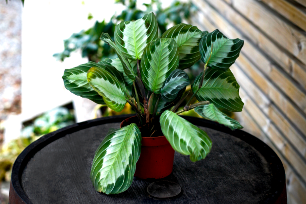 Maranta 'Silver band'