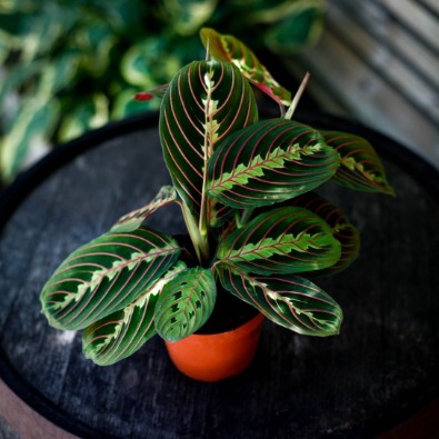 Skötselråd Maranta