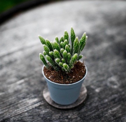 Rhipsalis Sortiment