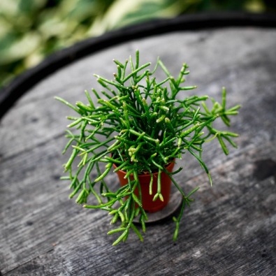 Skötselråd Rhipsalis | Bladkaktus