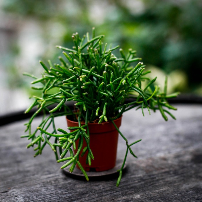 Rhipsalis 'Oasis'