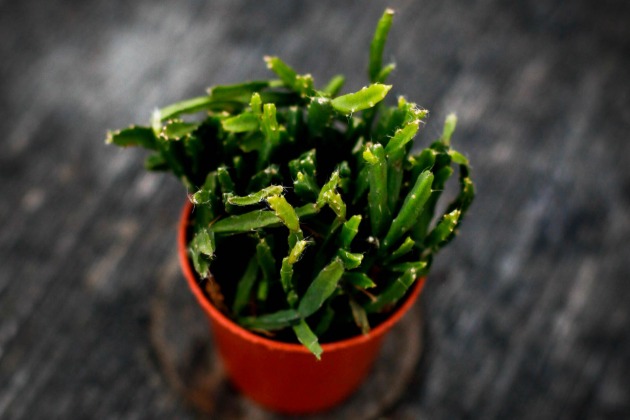 Rhipsalis ewaldiana