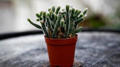 Rhipsalis 'Horrida'
