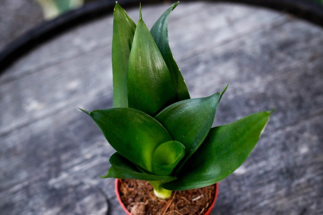 Sansevieria 'Hahnii Black' 9 cm