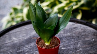 Sansevieria 'Hahnii Black' 9 cm
