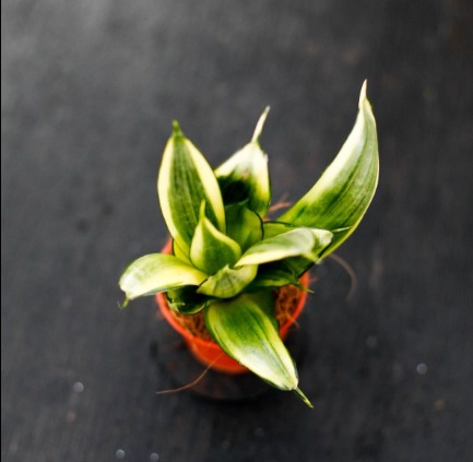 Sansevieria 'Golden Hahnii'