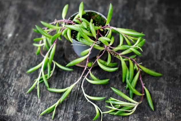 Senecio 'Purple Flush'