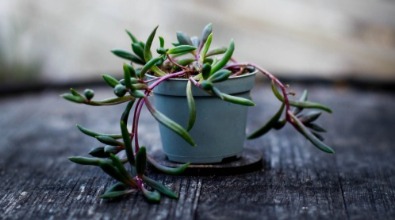 Senecio 'Purple Flush'