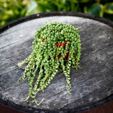 Skötselråd Senecio