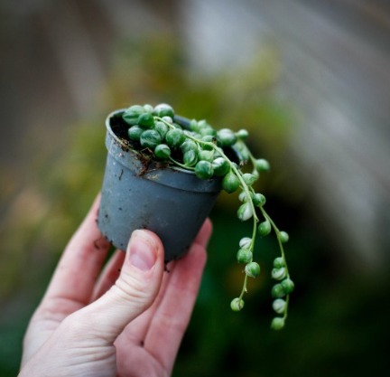 Senecio Sortiment