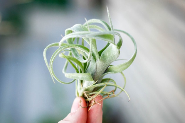 Tillandsia 'Curly Slim'