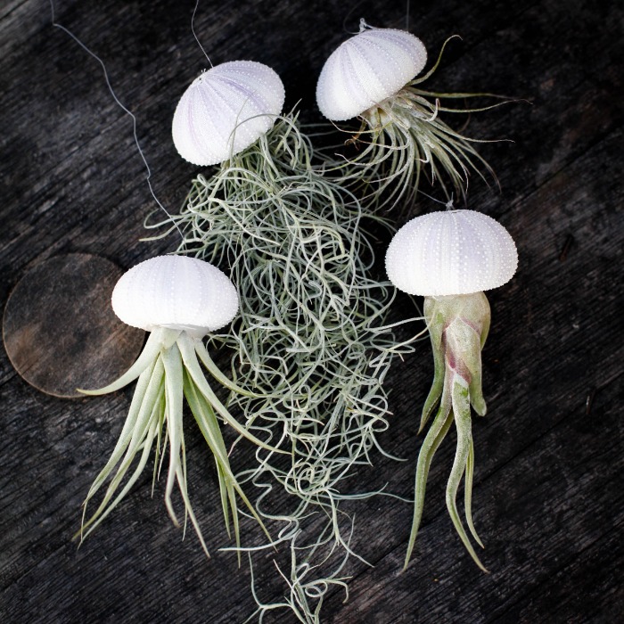 Tillandsia i sjöborreskal