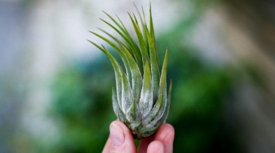 Tillandsia ionantha 'Scaposa'