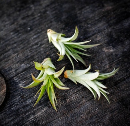 Tillandsia 'Multiflora'