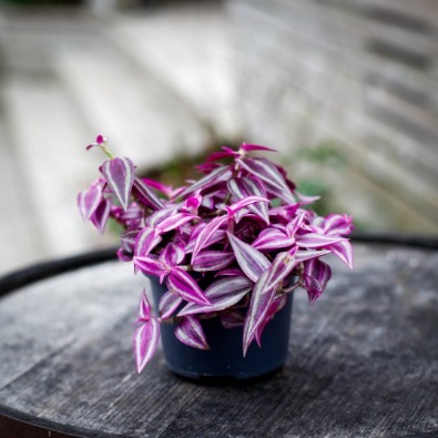 Tradescantia Skötselråd