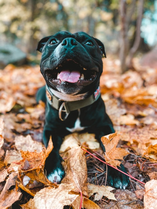 Staffordshire Bull Terrier 1935