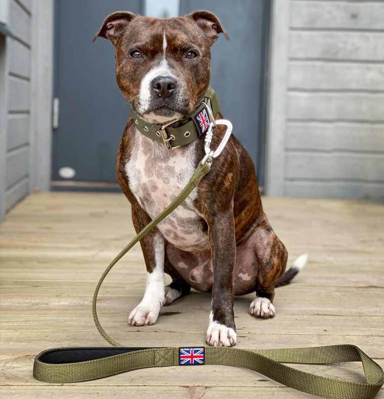 Staffordshire Bull Terrier 1935 Nylon Collar