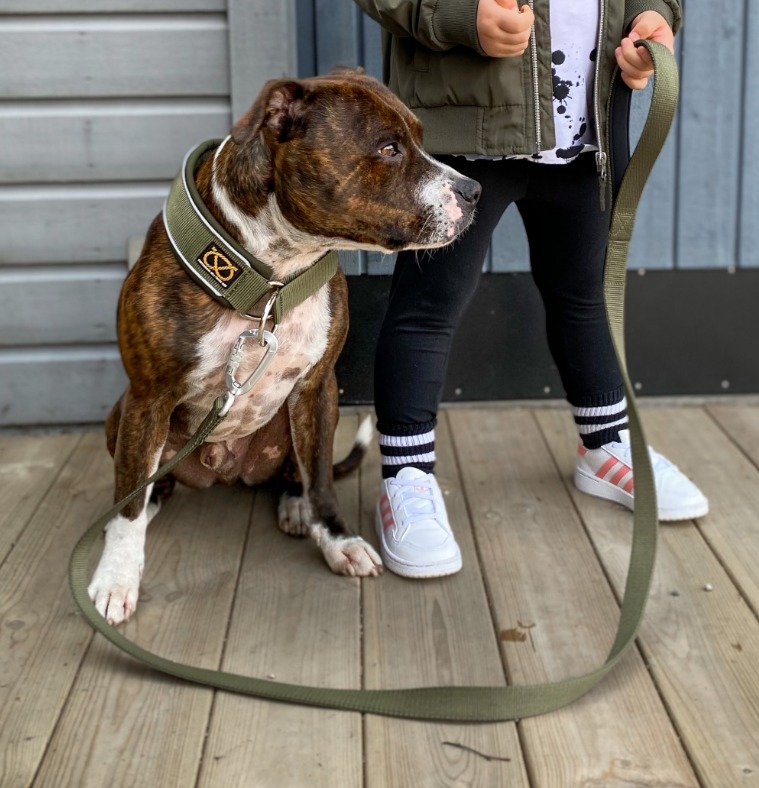 Staffordshire Bull Terrier 1935 Martingale Collar