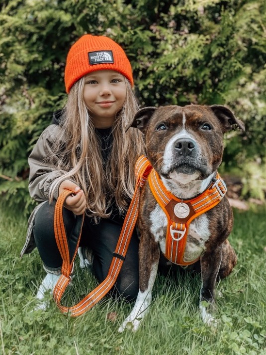 Staffordshire Bull Terrier 1935 Harness