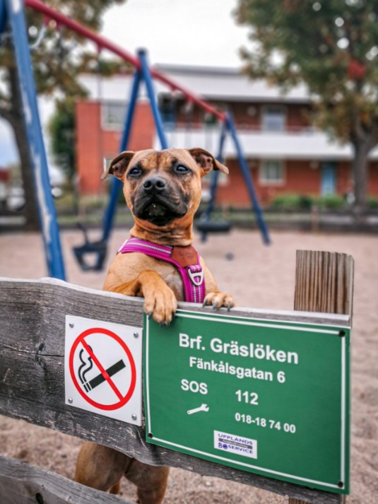 Staffordshire Bull Terrier 1935 Harness
