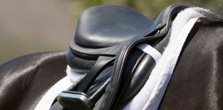 häst som bär sadel