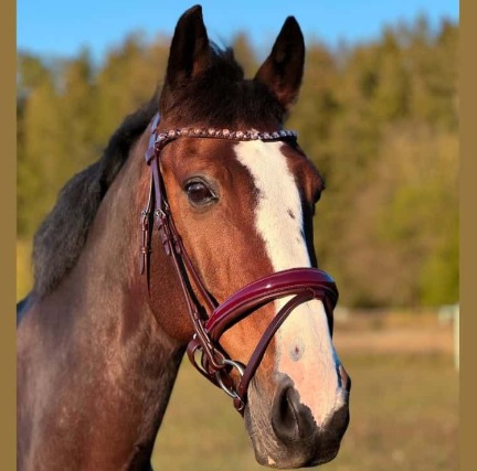 Brunt träns med rödlackad nosgrimma