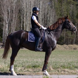 häst som bär ryttare i skogen