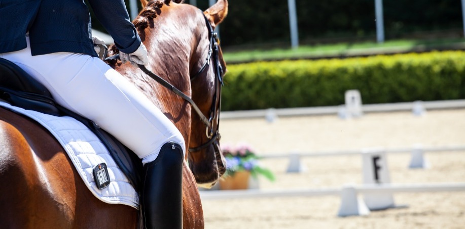 häst på dressyrtävling
