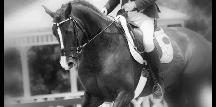 häst på framridningsbanan