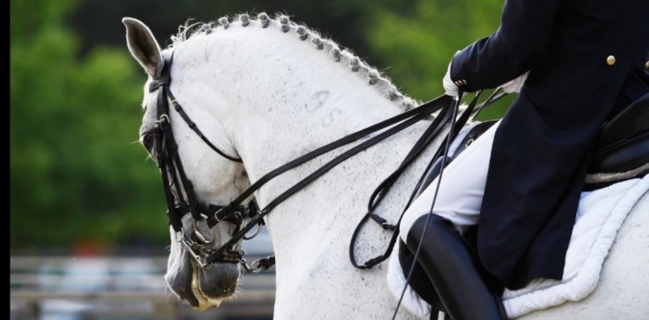 häst med svart kandarträns