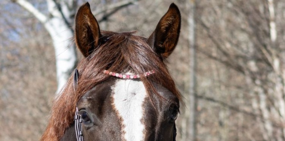 rosavitt pannband på svettfux