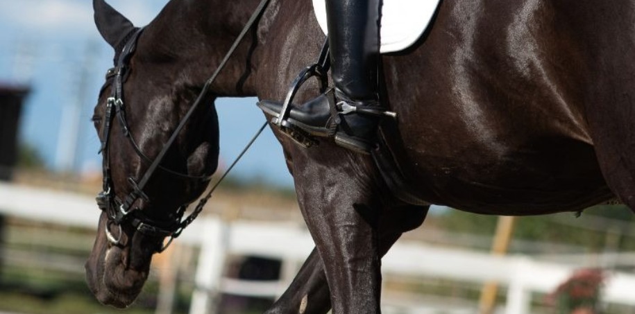 häst som skrittar på lång tygel