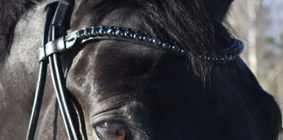 svart pannband på svart häst