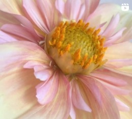 Köp Appleblossom Dahlia Det Blomstrar Sverige